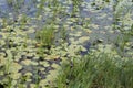 Reeds and water lilies bloomed on the river Royalty Free Stock Photo