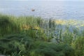 Reeds and water lilies bloomed on the river Royalty Free Stock Photo