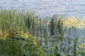 Reeds and water lilies bloomed on the river Royalty Free Stock Photo