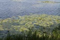 Reeds and water lilies bloomed on the river Royalty Free Stock Photo