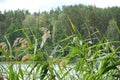 Reeds on water`s edge, defocused background. Royalty Free Stock Photo