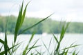 Reeds on water`s edge, sky in background. Royalty Free Stock Photo
