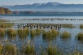 Reeds and waterfowl, barnacle geese, seeshaupt, bavaria