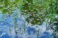 Reeds Waterlilies Lake Royalty Free Stock Photo