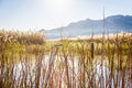 Reeds in the wetlands natural park La Marjal in Pego and Oliva