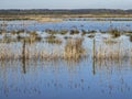 Reeds and wetlands at St Aidans Nature Park, West Yorkshire, England Royalty Free Stock Photo