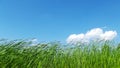 Reeds and white clouds. Royalty Free Stock Photo
