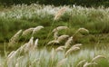 Reeds with river green natural landscape