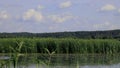 Reeds in the wind on the shore of the lake. The foreground is a lake with water lilies.