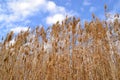 Reeds in the wind Royalty Free Stock Photo