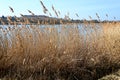 Reeds in the wind