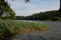 Reeds in windy summer day on the lake Royalty Free Stock Photo