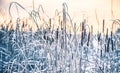 Reeds in winter frost and lake Royalty Free Stock Photo