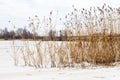 Reeds at winter near frozen river. Royalty Free Stock Photo