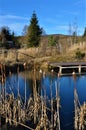 Reeds in winter