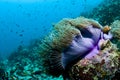 Reef and anemone with fish, Maldives, Indian Ocean Royalty Free Stock Photo