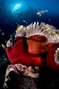 Reef and anemone, Red Sea, Egypt Royalty Free Stock Photo