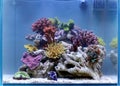 Reef aquarium