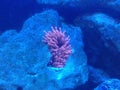 Reef aquarium Actiniaria