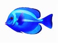 Reef blue tang Royalty Free Stock Photo