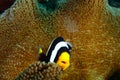 Reef clownfish underwater Bali island, Indonesia