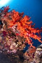 Reef and colored corals, Red Sea Royalty Free Stock Photo