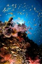 Reef and colored school of fish, Red Sea, Egypt