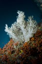Reef, colored soft coral