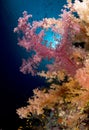 Reef and colored soft coral, Red Sea, Egypt Royalty Free Stock Photo