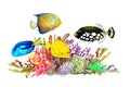 Reef with colorful corals and tropical fish- clown triggerfish, blue-ringed angelfish, blue and yellow tang and on a white Royalty Free Stock Photo