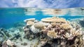 reef coral bleaching