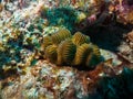 Reef coral Meandrina braziliensis, underwater Abrolhos Royalty Free Stock Photo