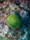 Reef coral Meandrina braziliensis, underwater Abrolhos Royalty Free Stock Photo