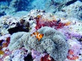 Reef coral Okinawa island sea Nemo clownfish Royalty Free Stock Photo