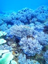 Reef coral Okinawa island sea