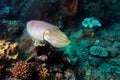 Reef cuttlefish Royalty Free Stock Photo