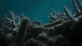 ocean acidification and global warming damage coral reefs