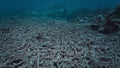 ocean acidification and global warming damage coral reefs