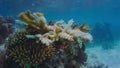 Reef damaged by coral bleaching