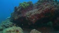 Reef damaged by coral bleaching