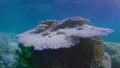 Reef damaged by coral bleaching