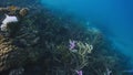 Reef damaged by coral bleaching