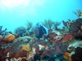 Reef diver