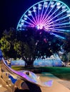 The Reef Eye Ferris Wheel viewed from Cairns Esplanade at night