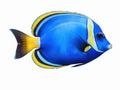 Ai Generated illustration Wildlife Concept of Reef fish blue tang Royalty Free Stock Photo