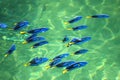 Reef fish blue tang Royalty Free Stock Photo