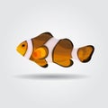 Reef fish, clown fish fish isolated