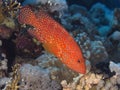 Reef fish Coral hind