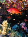 Reef fish at Elphinstone