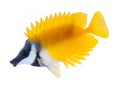 Reef fish, foxface tabbitfish, isolated on white b Royalty Free Stock Photo